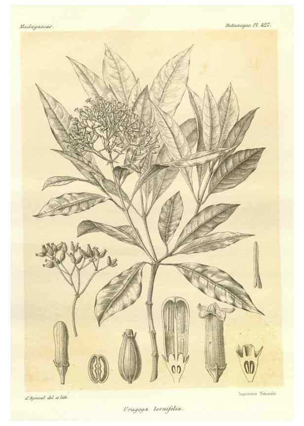 Reproducción/Reproduction 49786427162: Histoire physique, naturelle, et politique de Madagascar. Paris :Impr. nationale,1885-. 