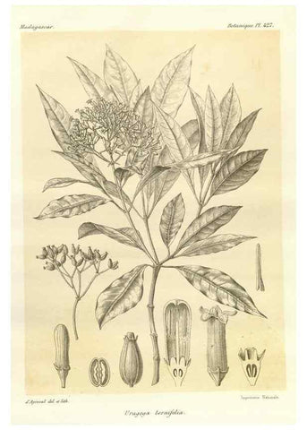 Reproducción/Reproduction 49786427162: Histoire physique, naturelle, et politique de Madagascar. Paris :Impr. nationale,1885-. 
