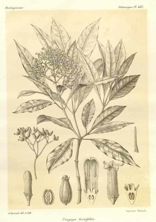 Reproducción/Reproduction 49786427162: Histoire physique, naturelle, et politique de Madagascar. Paris :Impr. nationale,1885-. 