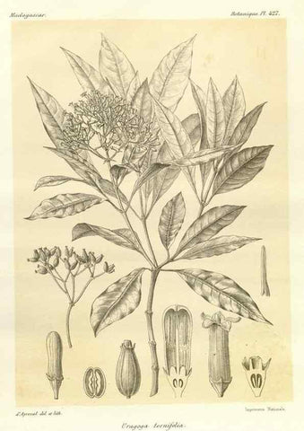 Reproducción/Reproduction 49786427162: Histoire physique, naturelle, et politique de Madagascar. Paris :Impr. nationale,1885-. 