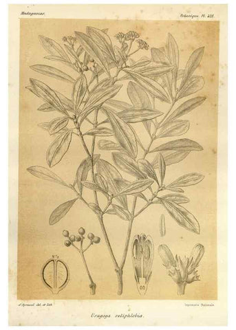 Reproducción/Reproduction 49785568683: Histoire physique, naturelle, et politique de Madagascar. Paris :Impr. nationale,1885-. 