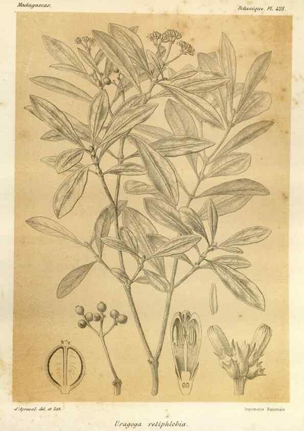 Reproducción/Reproduction 49785568683: Histoire physique, naturelle, et politique de Madagascar. Paris :Impr. nationale,1885-. 