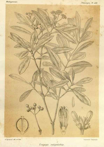 Reproducción/Reproduction 49785568683: Histoire physique, naturelle, et politique de Madagascar. Paris :Impr. nationale,1885-. 