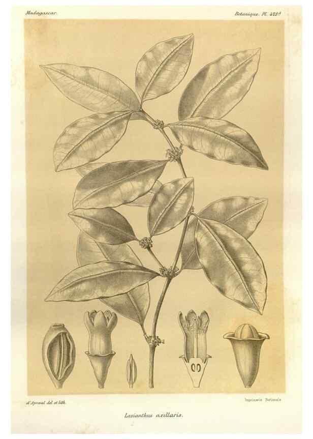 Reproducción/Reproduction 49785569003: Histoire physique, naturelle, et politique de Madagascar. Paris :Impr. nationale,1885-. 