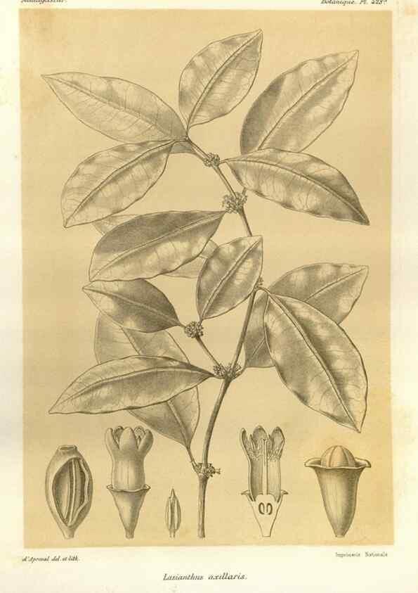 Reproducción/Reproduction 49785569003: Histoire physique, naturelle, et politique de Madagascar. Paris :Impr. nationale,1885-. 
