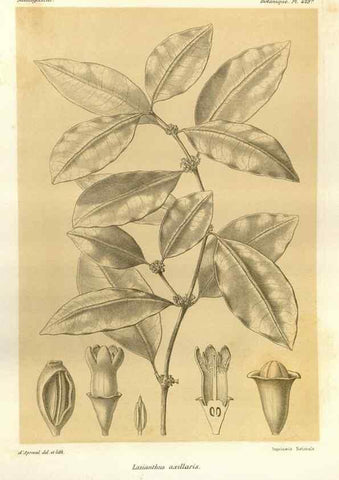 Reproducción/Reproduction 49785569003: Histoire physique, naturelle, et politique de Madagascar. Paris :Impr. nationale,1885-. 