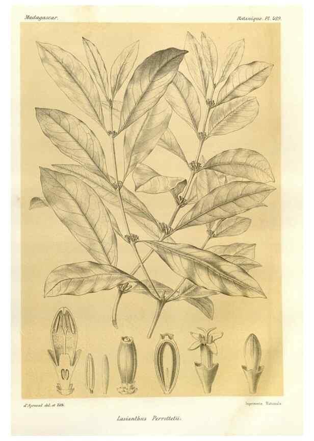 Reproducción/Reproduction 49786427972: Histoire physique, naturelle, et politique de Madagascar. Paris :Impr. nationale,1885-. 