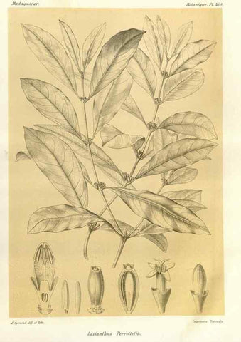 Reproducción/Reproduction 49786427972: Histoire physique, naturelle, et politique de Madagascar. Paris :Impr. nationale,1885-. 