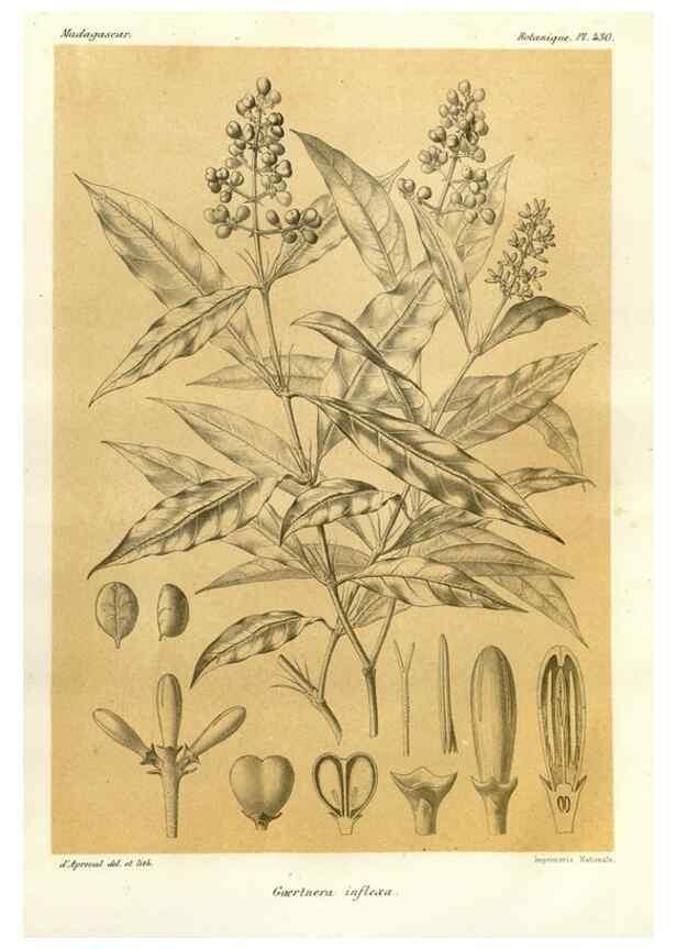 Reproducción/Reproduction 49786109101: Histoire physique, naturelle, et politique de Madagascar. Paris :Impr. nationale,1885-. 