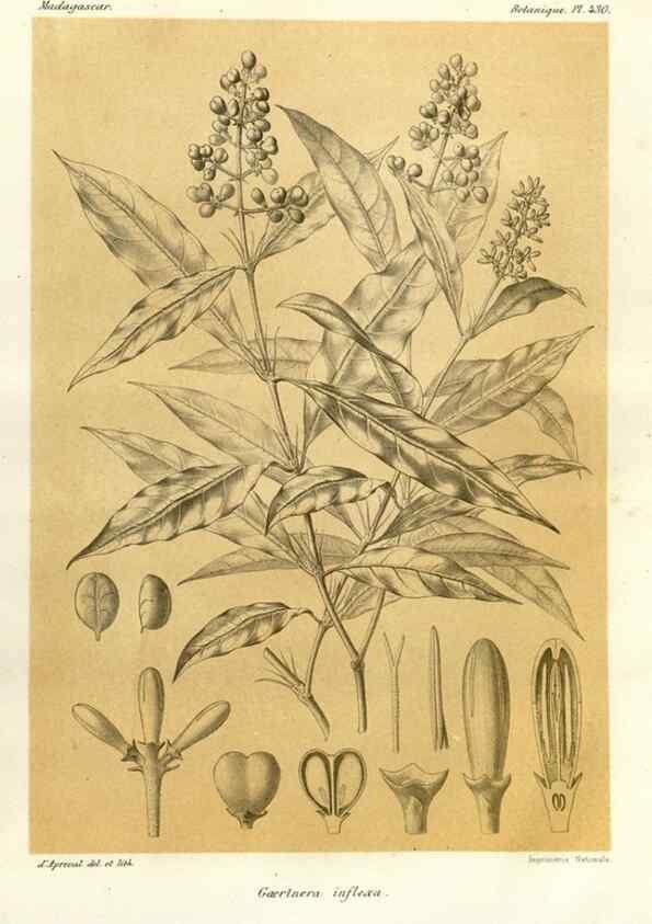 Reproducción/Reproduction 49786109101: Histoire physique, naturelle, et politique de Madagascar. Paris :Impr. nationale,1885-. 
