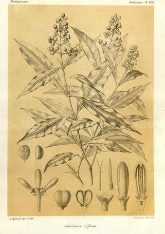 Reproducción/Reproduction 49786109101: Histoire physique, naturelle, et politique de Madagascar. Paris :Impr. nationale,1885-. 