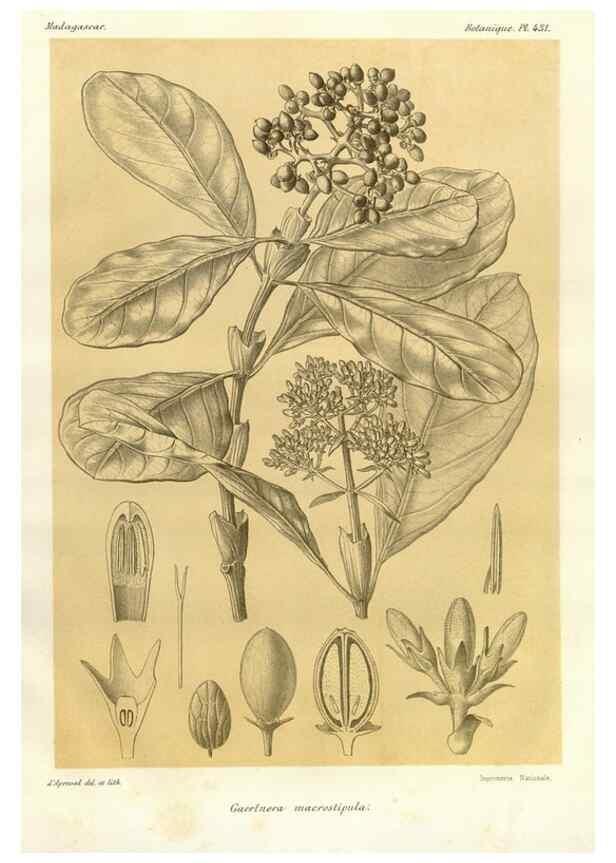 Reproducción/Reproduction 49786109356: Histoire physique, naturelle, et politique de Madagascar. Paris :Impr. nationale,1885-. 