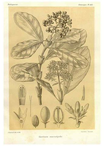 Reproducción/Reproduction 49786109356: Histoire physique, naturelle, et politique de Madagascar. Paris :Impr. nationale,1885-. 