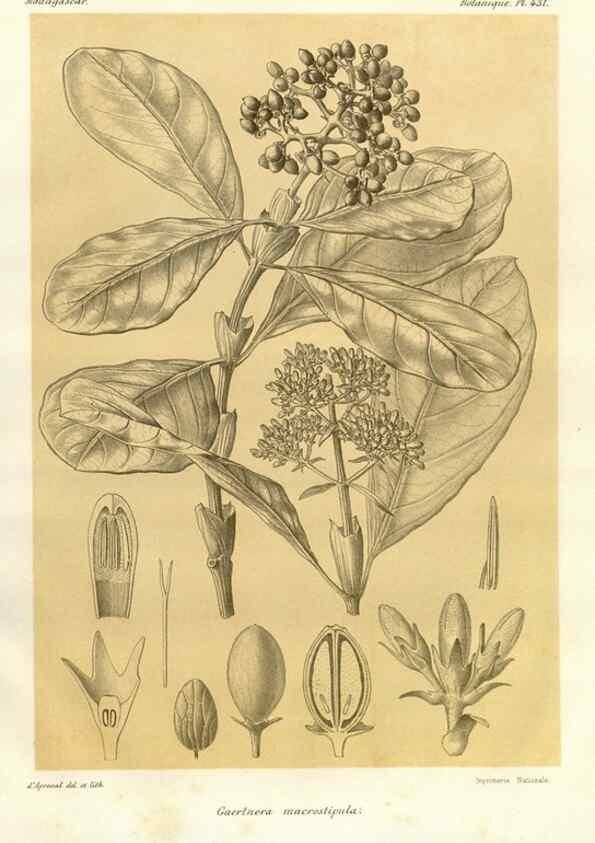 Reproducción/Reproduction 49786109356: Histoire physique, naturelle, et politique de Madagascar. Paris :Impr. nationale,1885-. 