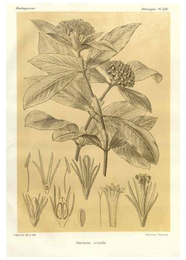 Reproducción/Reproduction 49785570013: Histoire physique, naturelle, et politique de Madagascar. Paris :Impr. nationale,1885-. 
