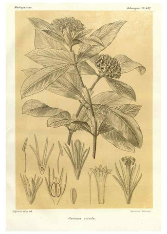Reproducción/Reproduction 49785570013: Histoire physique, naturelle, et politique de Madagascar. Paris :Impr. nationale,1885-. 