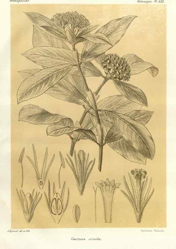 Reproducción/Reproduction 49785570013: Histoire physique, naturelle, et politique de Madagascar. Paris :Impr. nationale,1885-. 