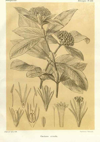 Reproducción/Reproduction 49785570013: Histoire physique, naturelle, et politique de Madagascar. Paris :Impr. nationale,1885-. 