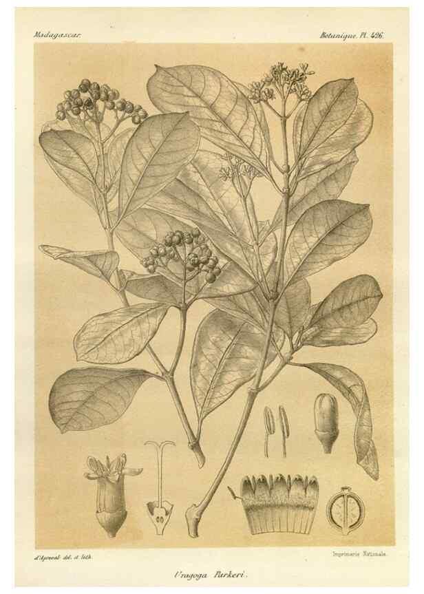 Reproducción/Reproduction 49786107816: Histoire physique, naturelle, et politique de Madagascar. Paris :Impr. nationale,1885-. 