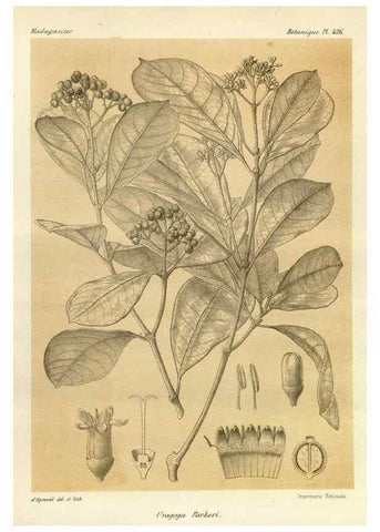 Reproducción/Reproduction 49786107816: Histoire physique, naturelle, et politique de Madagascar. Paris :Impr. nationale,1885-. 