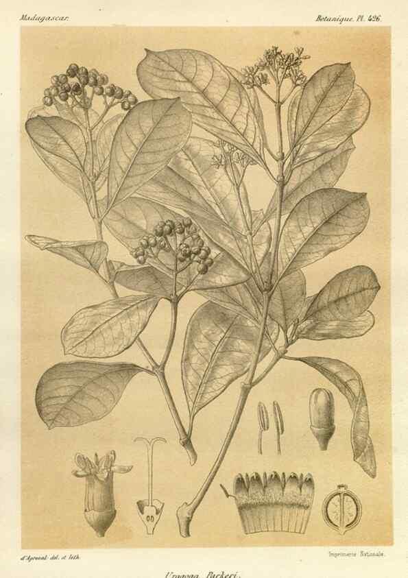 Reproducción/Reproduction 49786107816: Histoire physique, naturelle, et politique de Madagascar. Paris :Impr. nationale,1885-. 