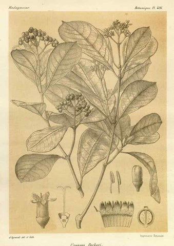 Reproducción/Reproduction 49786107816: Histoire physique, naturelle, et politique de Madagascar. Paris :Impr. nationale,1885-. 