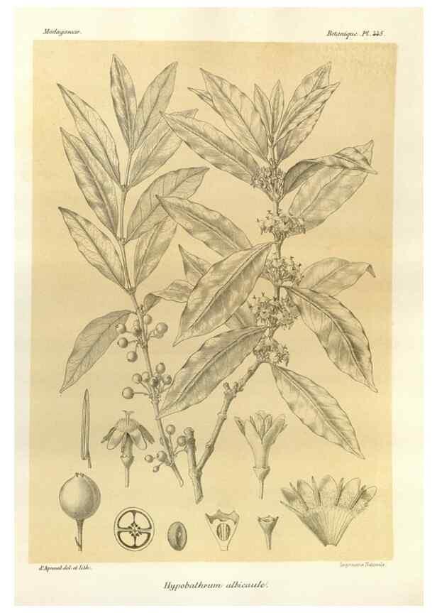 Reproducción/Reproduction 49786114566: Histoire physique, naturelle, et politique de Madagascar. Paris :Impr. nationale,1885-. 