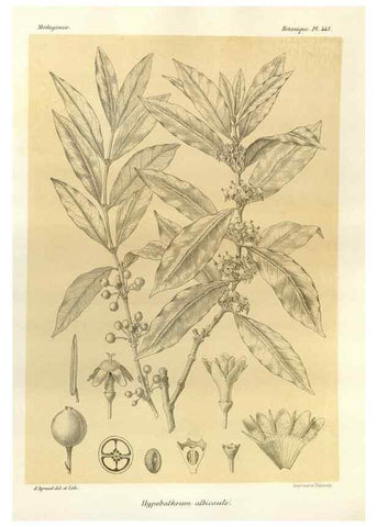 Reproducción/Reproduction 49786114566: Histoire physique, naturelle, et politique de Madagascar. Paris :Impr. nationale,1885-. 