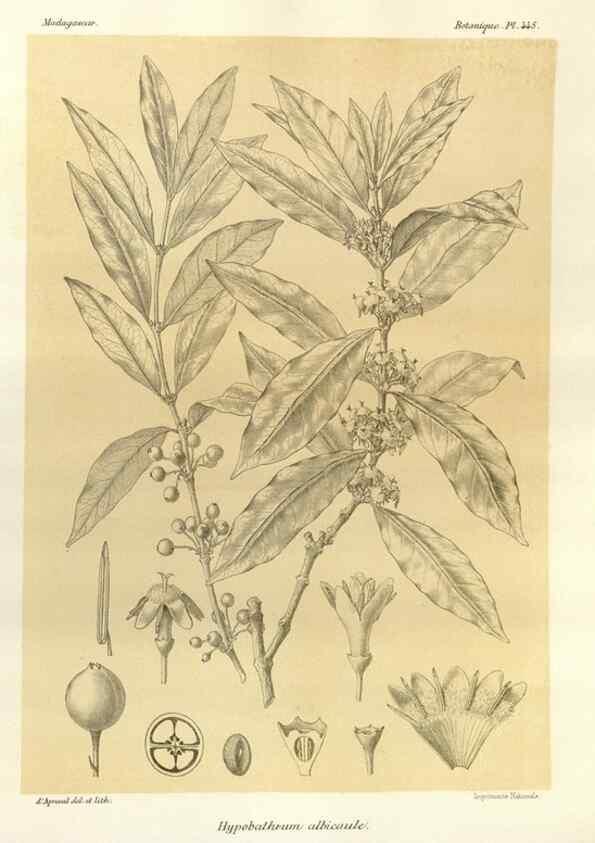 Reproducción/Reproduction 49786114566: Histoire physique, naturelle, et politique de Madagascar. Paris :Impr. nationale,1885-. 