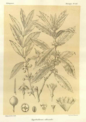 Reproducción/Reproduction 49786114566: Histoire physique, naturelle, et politique de Madagascar. Paris :Impr. nationale,1885-. 