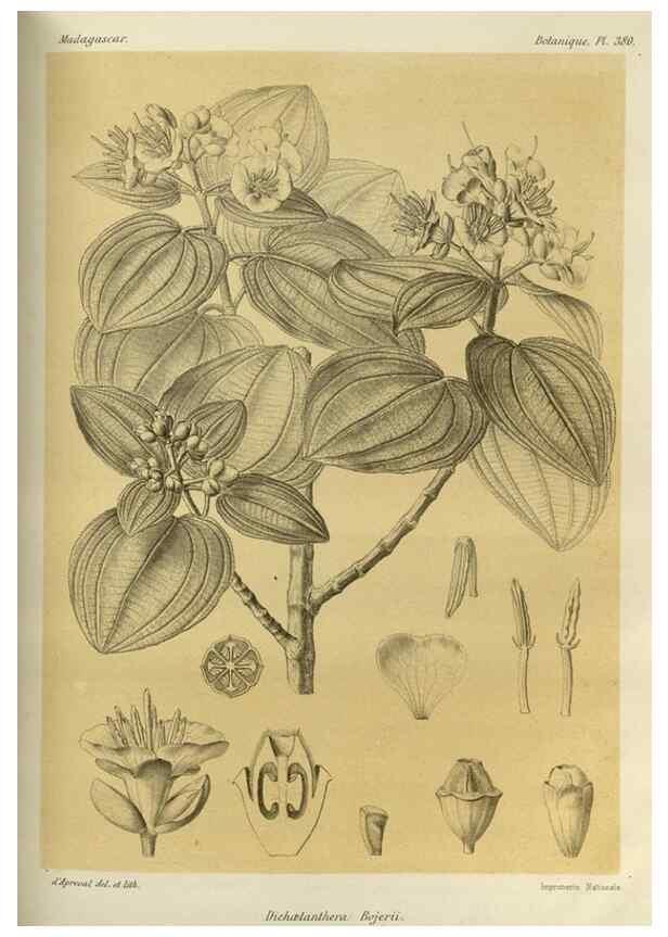 Reproducción/Reproduction 49786386387: Histoire physique, naturelle, et politique de Madagascar. Paris :Impr. nationale,1885-. 