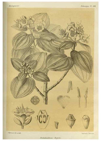 Reproducción/Reproduction 49786386387: Histoire physique, naturelle, et politique de Madagascar. Paris :Impr. nationale,1885-. 