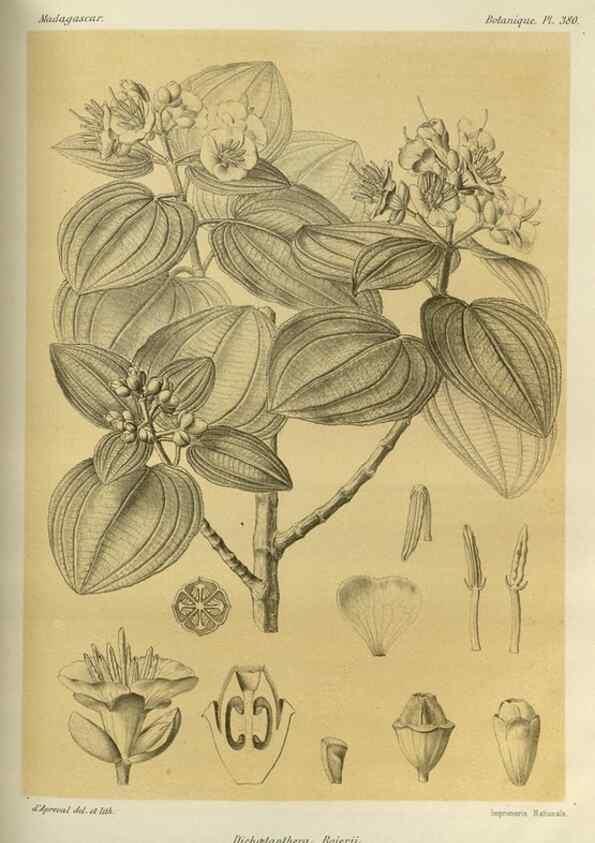 Reproducción/Reproduction 49786386387: Histoire physique, naturelle, et politique de Madagascar. Paris :Impr. nationale,1885-. 