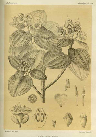 Reproducción/Reproduction 49786386387: Histoire physique, naturelle, et politique de Madagascar. Paris :Impr. nationale,1885-. 