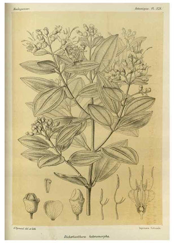 Reproducción/Reproduction 49786066431: Histoire physique, naturelle, et politique de Madagascar. Paris :Impr. nationale,1885-. 