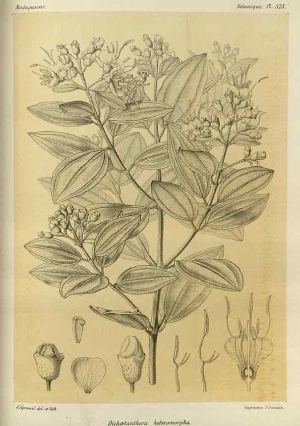Reproducción/Reproduction 49786066431: Histoire physique, naturelle, et politique de Madagascar. Paris :Impr. nationale,1885-. 