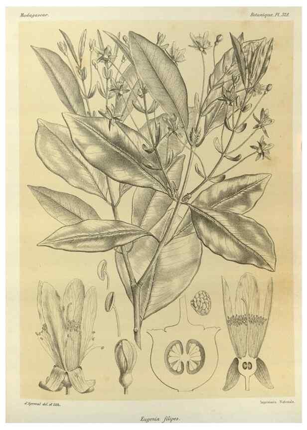 Reproducción/Reproduction 49785510843: Histoire physique, naturelle, et politique de Madagascar. Paris :Impr. nationale,1885-. 
