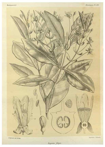 Reproducción/Reproduction 49785510843: Histoire physique, naturelle, et politique de Madagascar. Paris :Impr. nationale,1885-. 