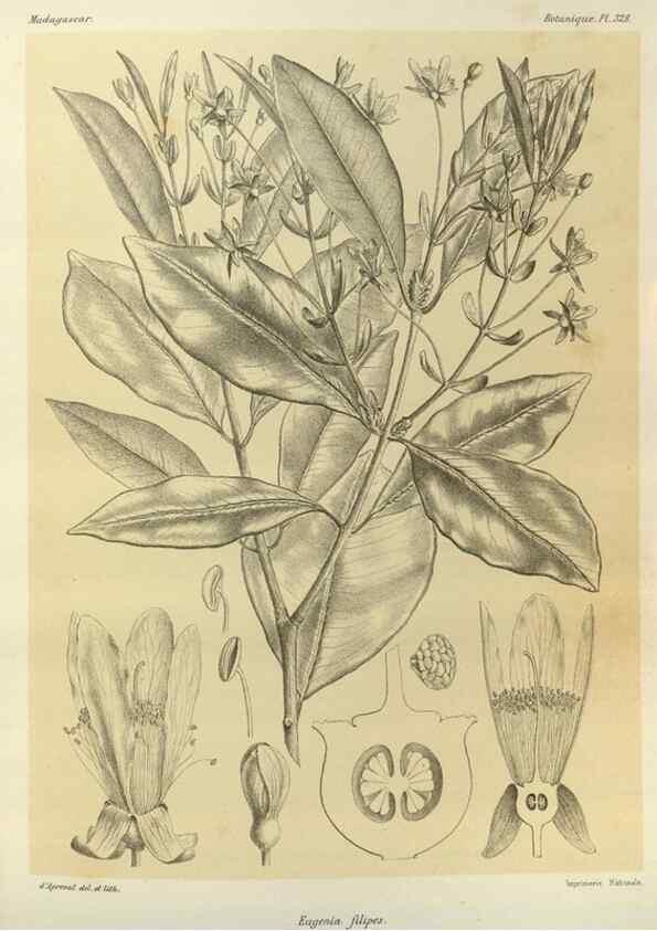 Reproducción/Reproduction 49785510843: Histoire physique, naturelle, et politique de Madagascar. Paris :Impr. nationale,1885-. 