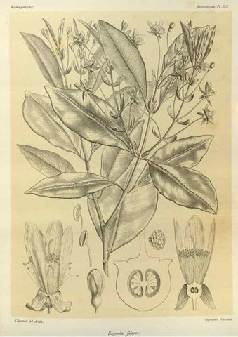 Reproducción/Reproduction 49785510843: Histoire physique, naturelle, et politique de Madagascar. Paris :Impr. nationale,1885-. 