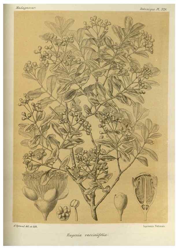 Reproducción/Reproduction 49786369207: Histoire physique, naturelle, et politique de Madagascar. Paris :Impr. nationale,1885-. 