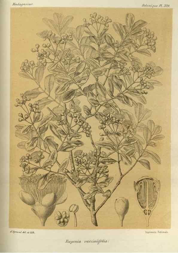 Reproducción/Reproduction 49786369207: Histoire physique, naturelle, et politique de Madagascar. Paris :Impr. nationale,1885-. 