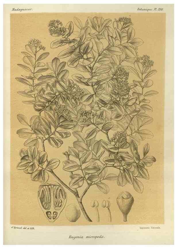 Reproducción/Reproduction 49786049766: Histoire physique, naturelle, et politique de Madagascar. Paris :Impr. nationale,1885-. 