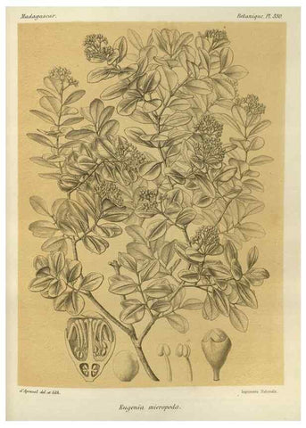 Reproducción/Reproduction 49786049766: Histoire physique, naturelle, et politique de Madagascar. Paris :Impr. nationale,1885-. 
