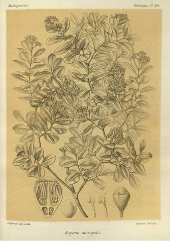 Reproducción/Reproduction 49786049766: Histoire physique, naturelle, et politique de Madagascar. Paris :Impr. nationale,1885-. 