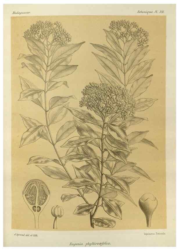 Reproducción/Reproduction 49785511613: Histoire physique, naturelle, et politique de Madagascar. Paris :Impr. nationale,1885-. 
