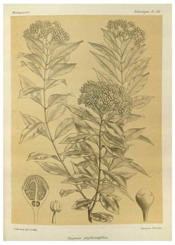 Reproducción/Reproduction 49785511613: Histoire physique, naturelle, et politique de Madagascar. Paris :Impr. nationale,1885-. 