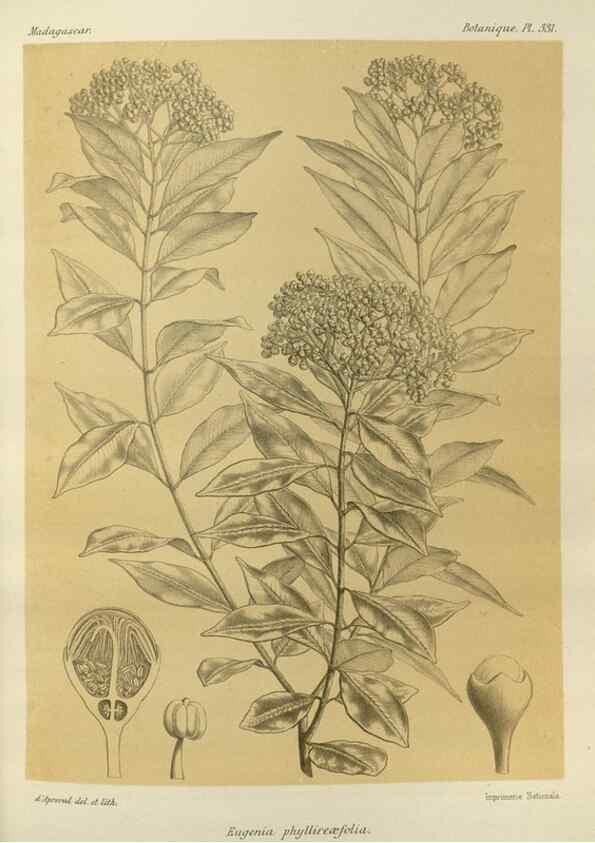Reproducción/Reproduction 49785511613: Histoire physique, naturelle, et politique de Madagascar. Paris :Impr. nationale,1885-. 