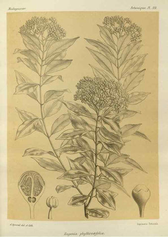 Reproducción/Reproduction 49785511613: Histoire physique, naturelle, et politique de Madagascar. Paris :Impr. nationale,1885-. 
