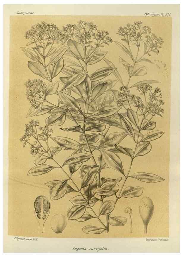 Reproducción/Reproduction 49786369827: Histoire physique, naturelle, et politique de Madagascar. Paris :Impr. nationale,1885-. 